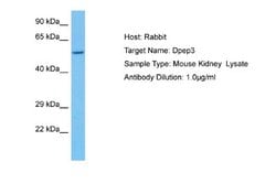 DPEP3 Rabbit anti-Mouse, Polyclonal, Novus Biologicals 0.1 mL | Buy Online | Novus Biologicals | Fisher Scientific